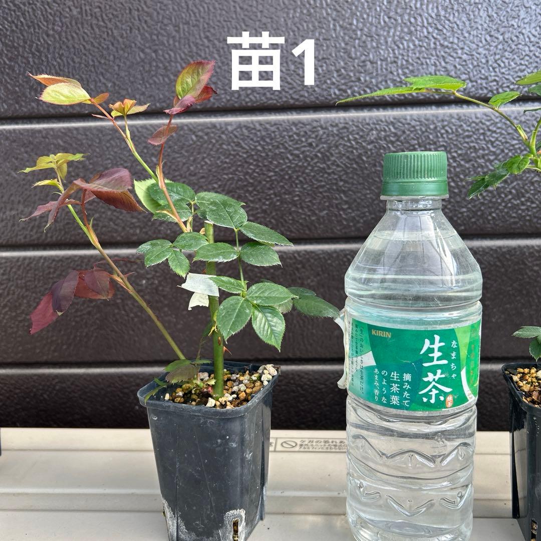 ワンコ　バラ苗