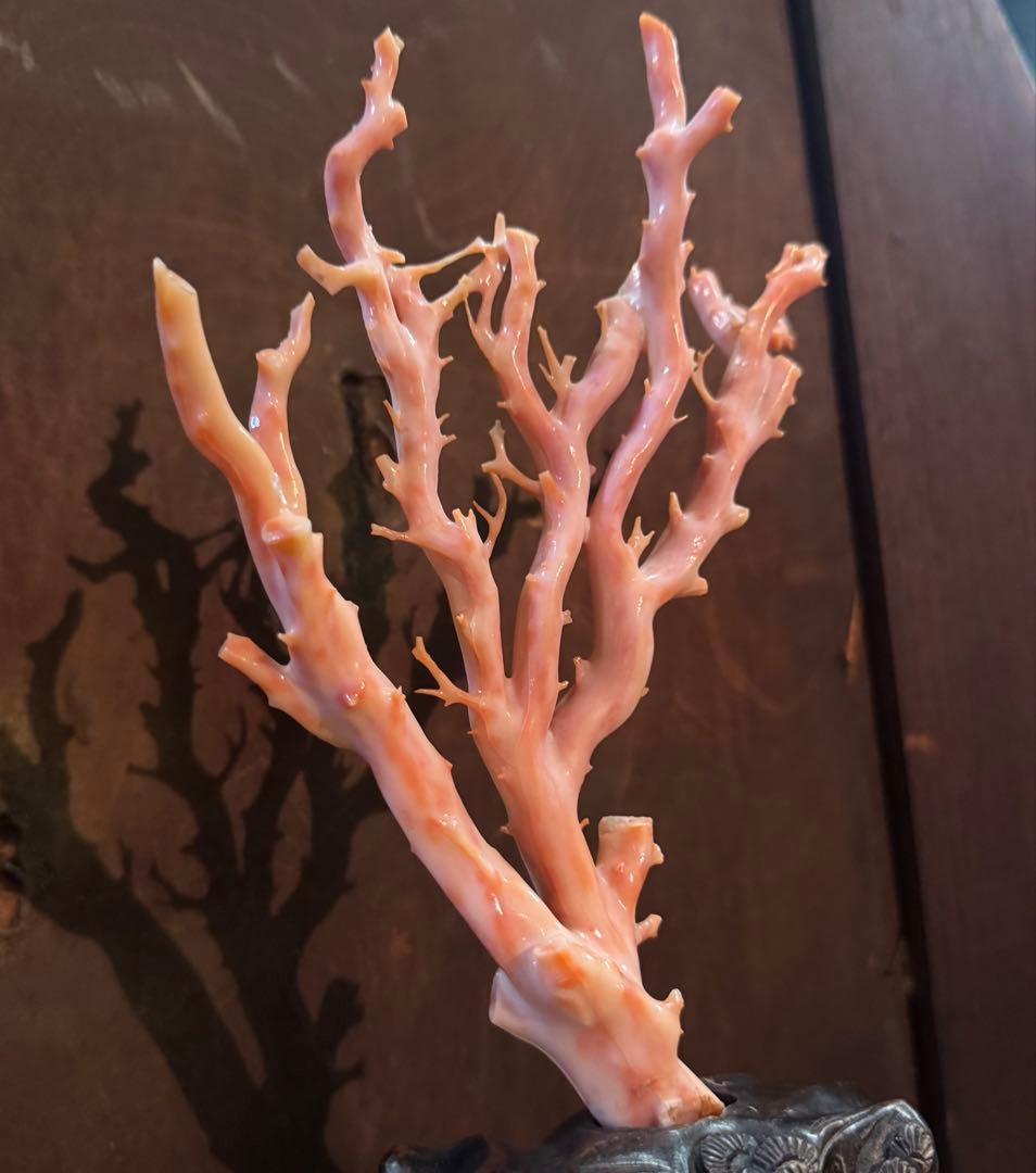 ピンクサンゴの置物 台座付 ピンク珊瑚 桃珊瑚 原木