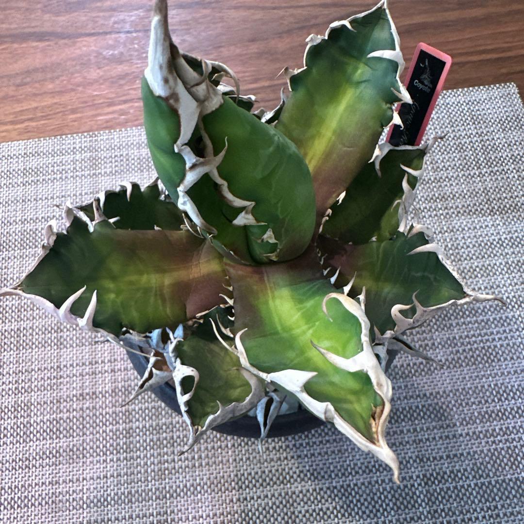 アガベ レッドキャットウィーズル