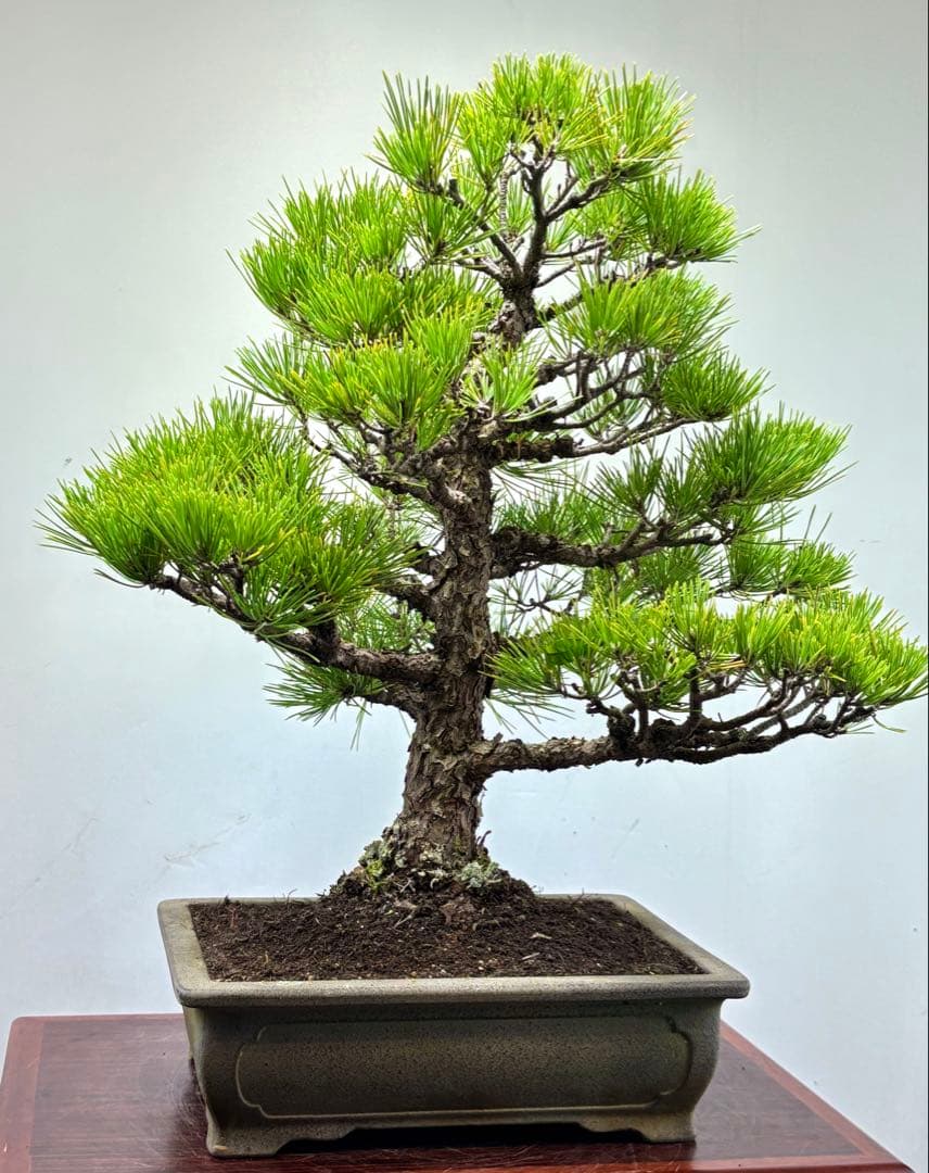 黒松盆栽❹☆☆☆☆