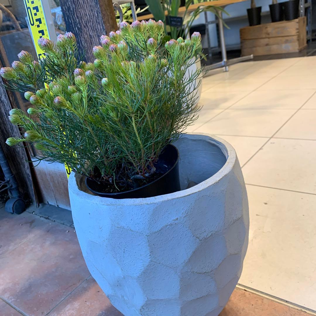 セルリア ラズベリーバースト ファイバー鉢