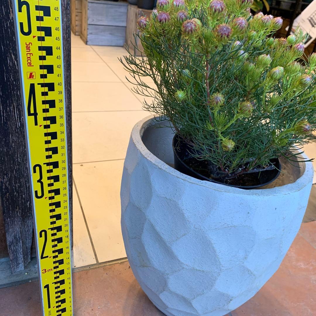 セルリア ラズベリーバースト ファイバー鉢