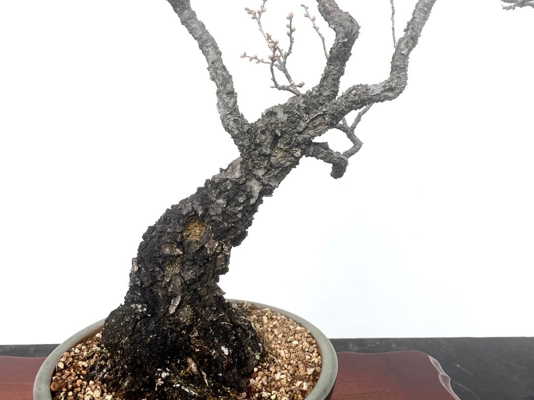 三河盆栽　野梅　盆栽