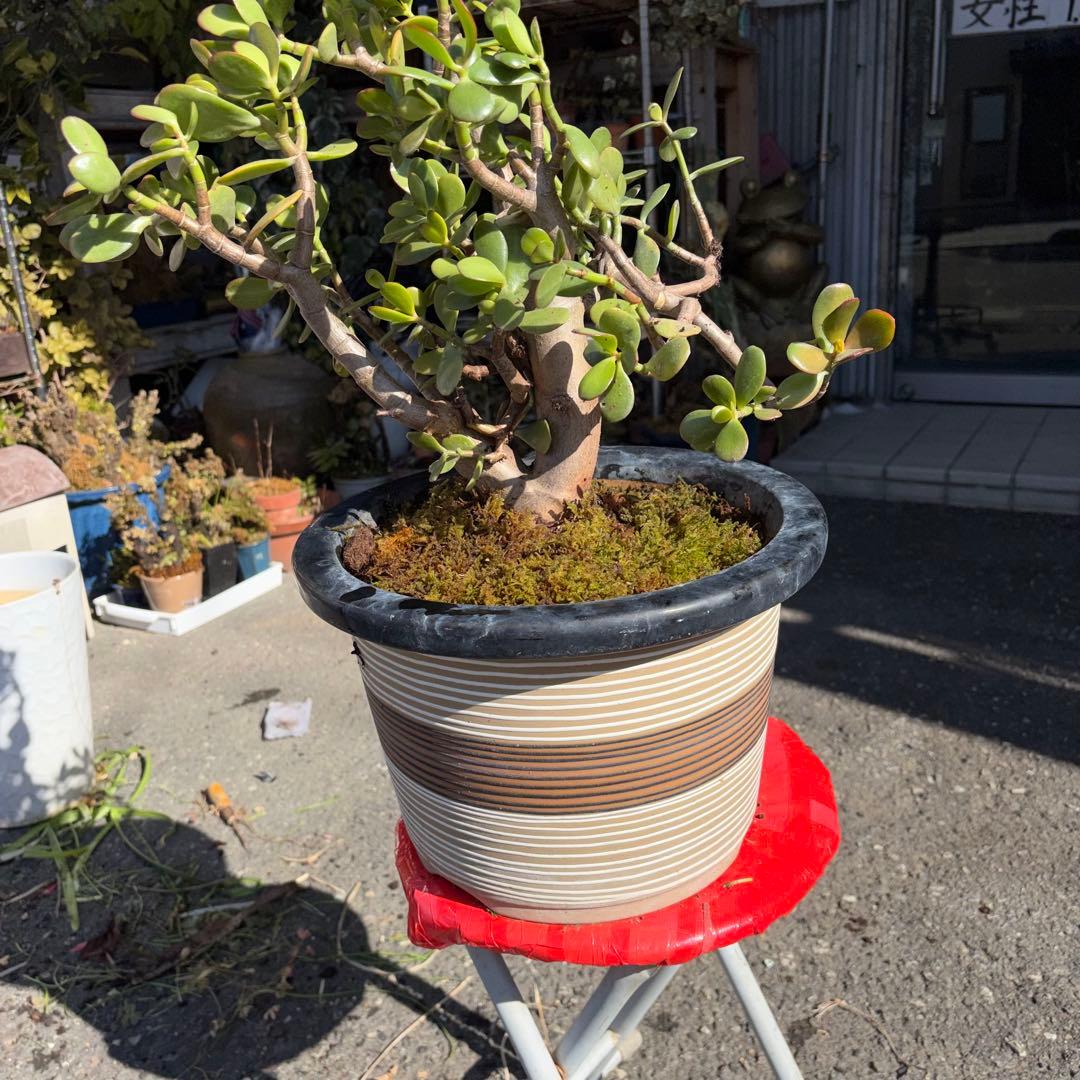 0011 金のなる木 5円玉2個挿入 幹の太様19cm 高さ 60cm