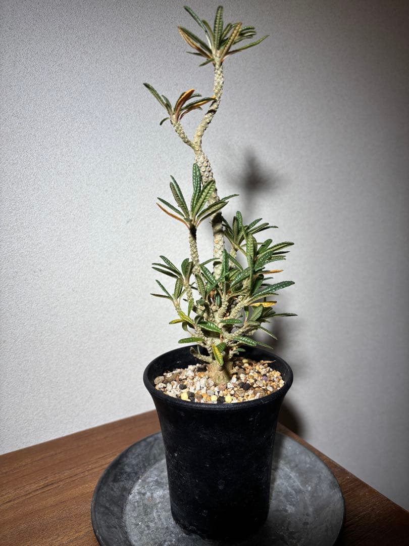 ドルステニアギガス ブラータ 挿し木株 発根済み 良樹形