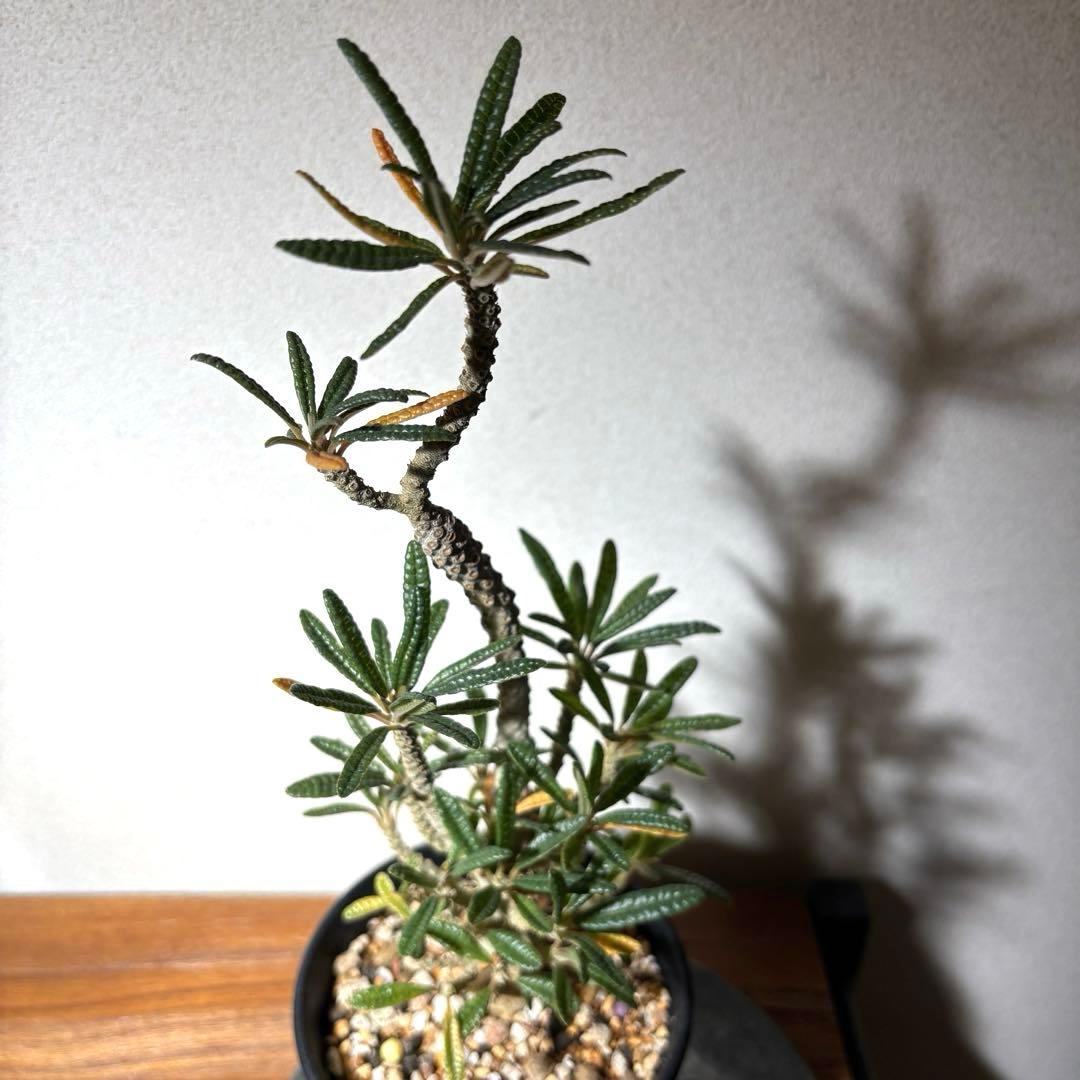 ドルステニアギガス ブラータ 挿し木株 発根済み 良樹形