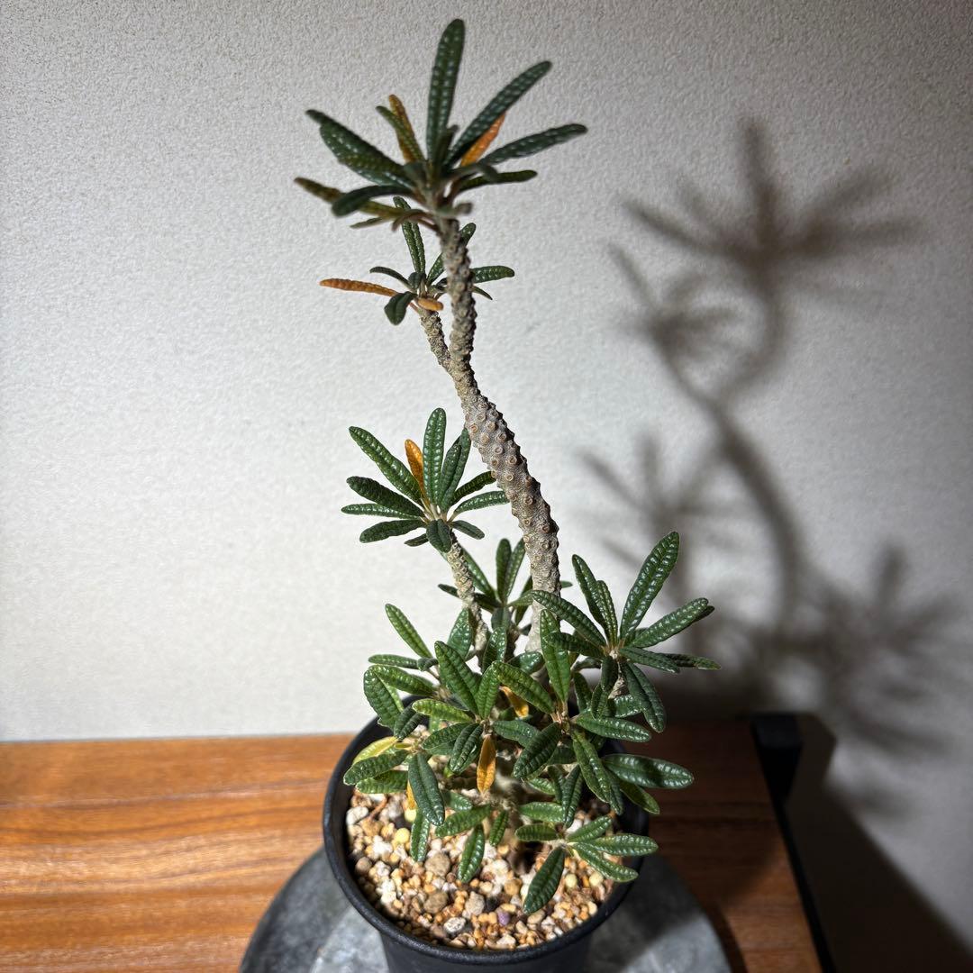 ドルステニアギガス ブラータ 挿し木株 発根済み 良樹形