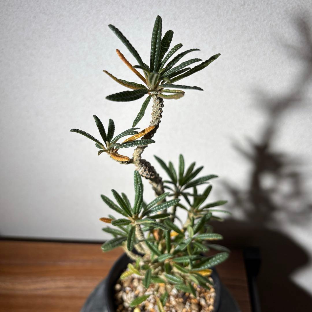 ドルステニアギガス ブラータ 挿し木株 発根済み 良樹形