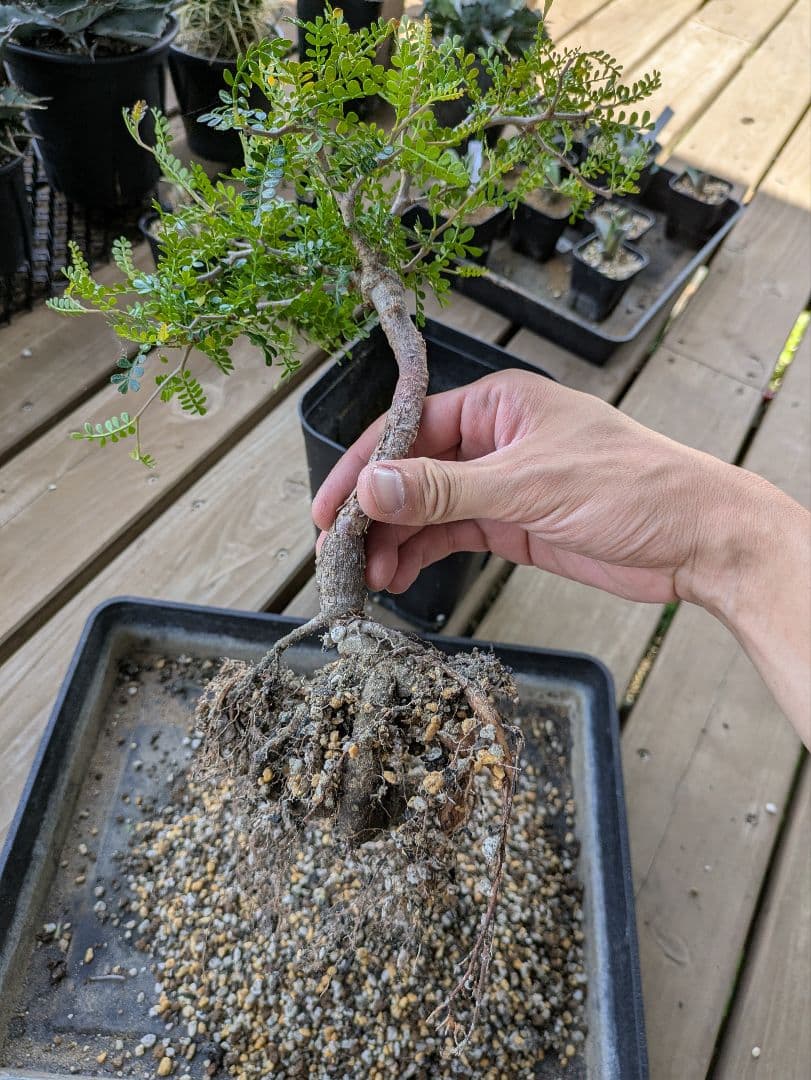 1/20写真更新　オペルクリカリアパキプス　実生　3年目