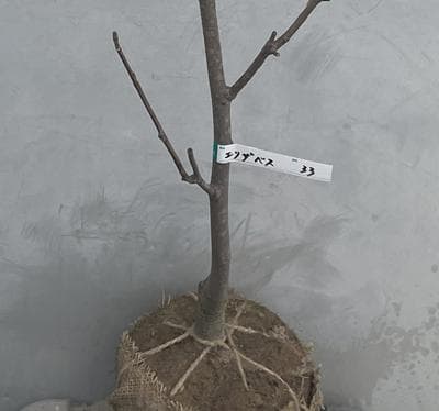 《現品》モクレン　エリザベス　樹高1.3ｍ（根鉢含まず）33【黄花/苗木】