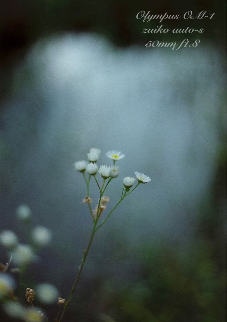 完動品＊美品＊初期保証！★オリンパスOM-1★リザード本革外装★作例多数！