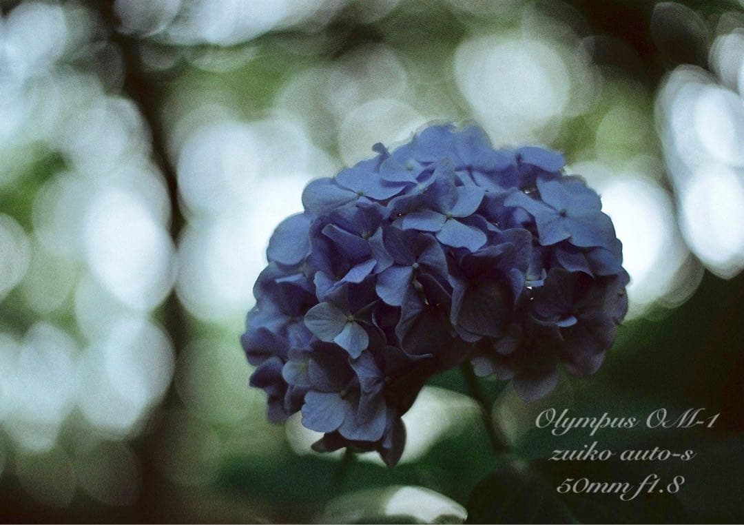 完動品＊美品＊初期保証！★オリンパスOM-1★リザード本革外装★作例多数！