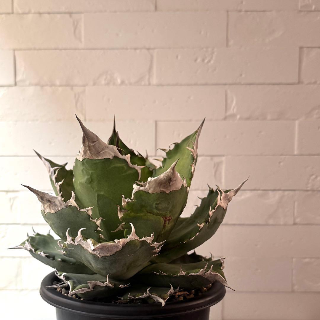 WF50 アガベ チタノタ ホワイトファイヤー 白火焔親株 ※鉢付き発送