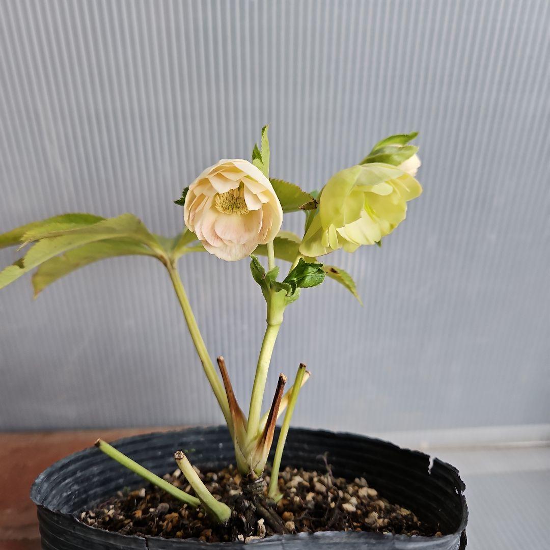 K.様ご購入苗㉖-2㉖-6クリスマスローズ