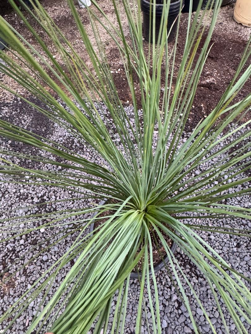 クサントロエア　グラウカ　ブラックボーイ