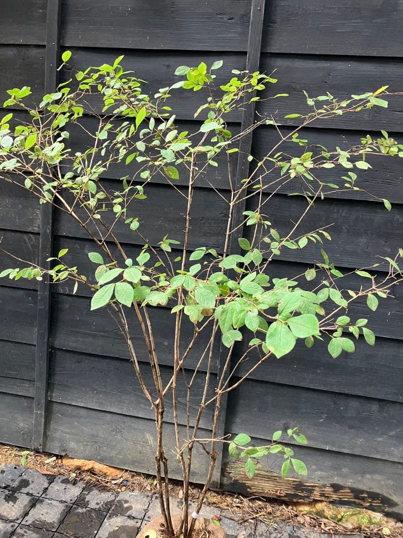 70 山採り　ウグイスカグラ