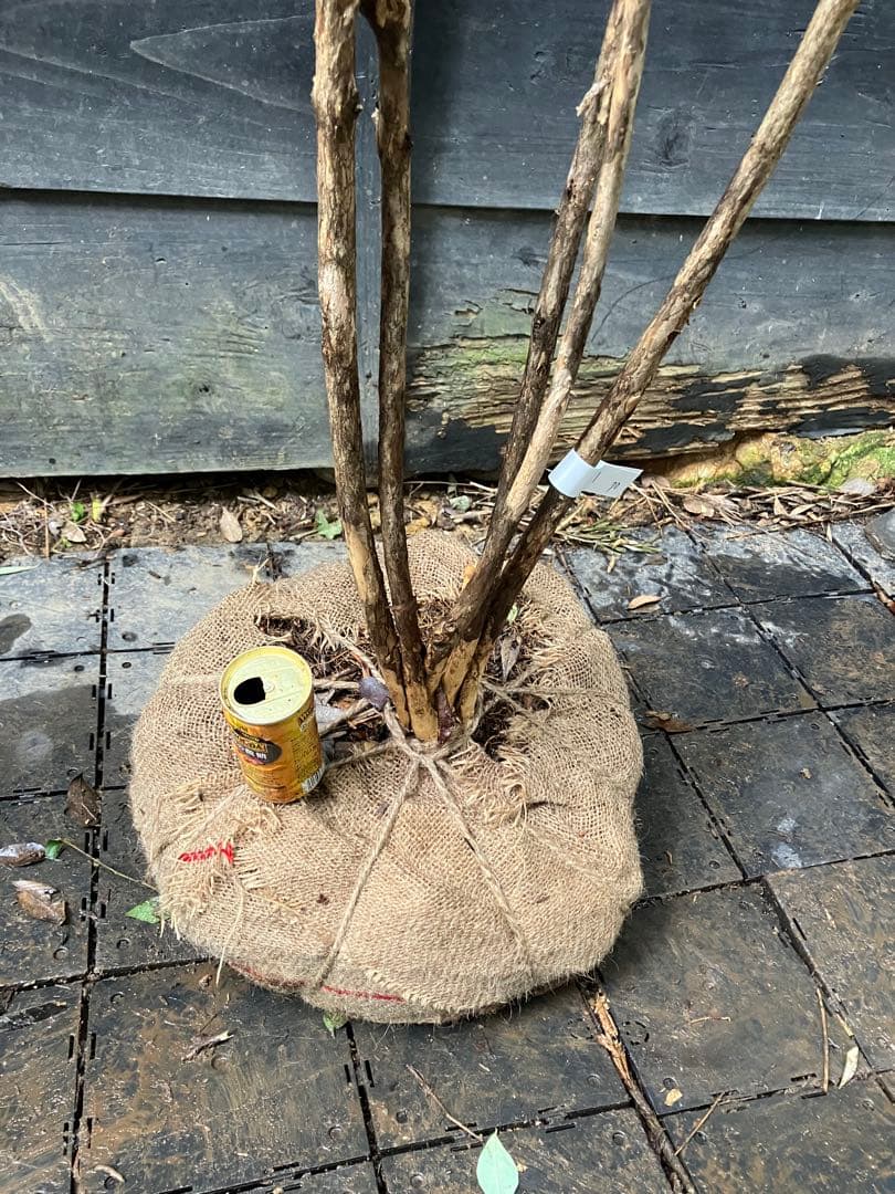 70 山採り　ウグイスカグラ