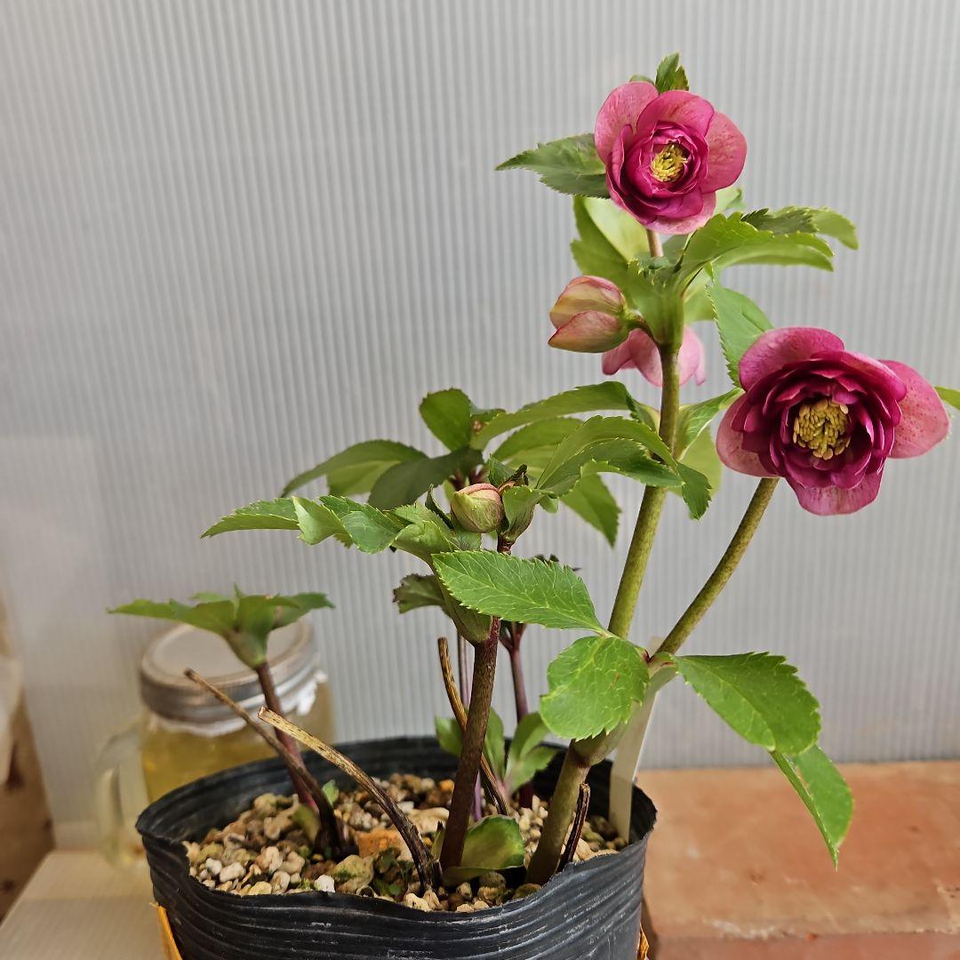 ㉖-281クリスマスローズ