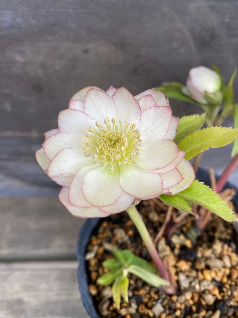 プリマヴェーラ×グロッシー　加藤農園