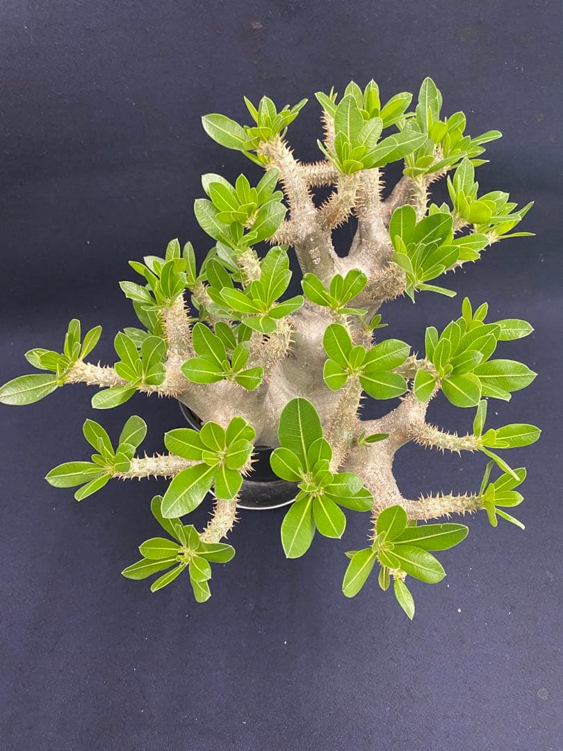 パキポディウム・ホロンベンセ