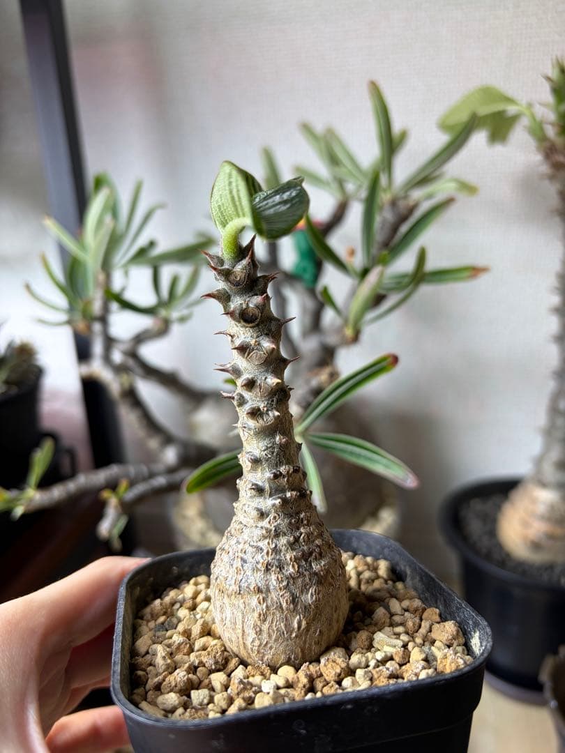 パキポディウムウィンゾリー Pachypodium windsorii 実生