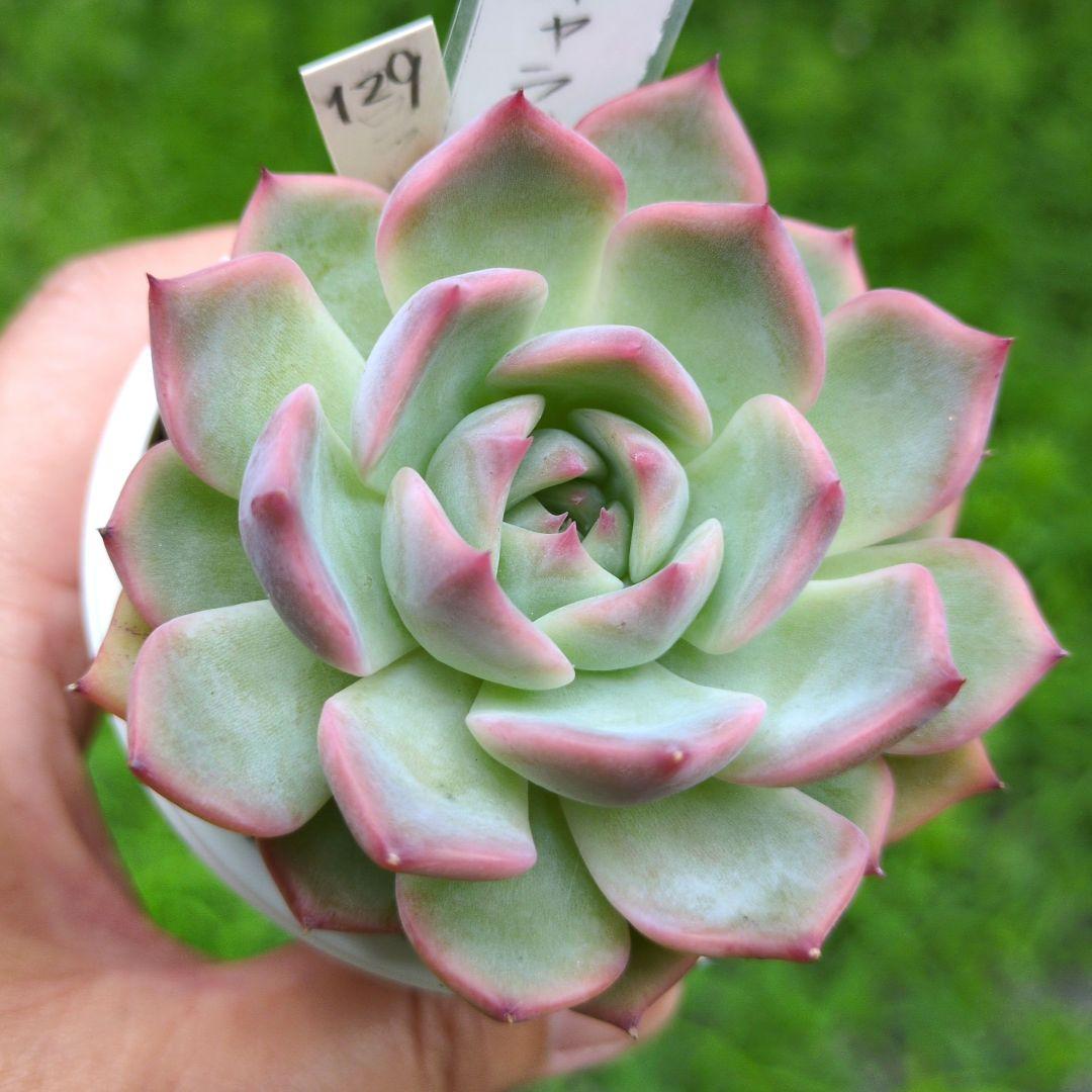 129. 多肉植物 キャラリアン 830円【抜き苗】