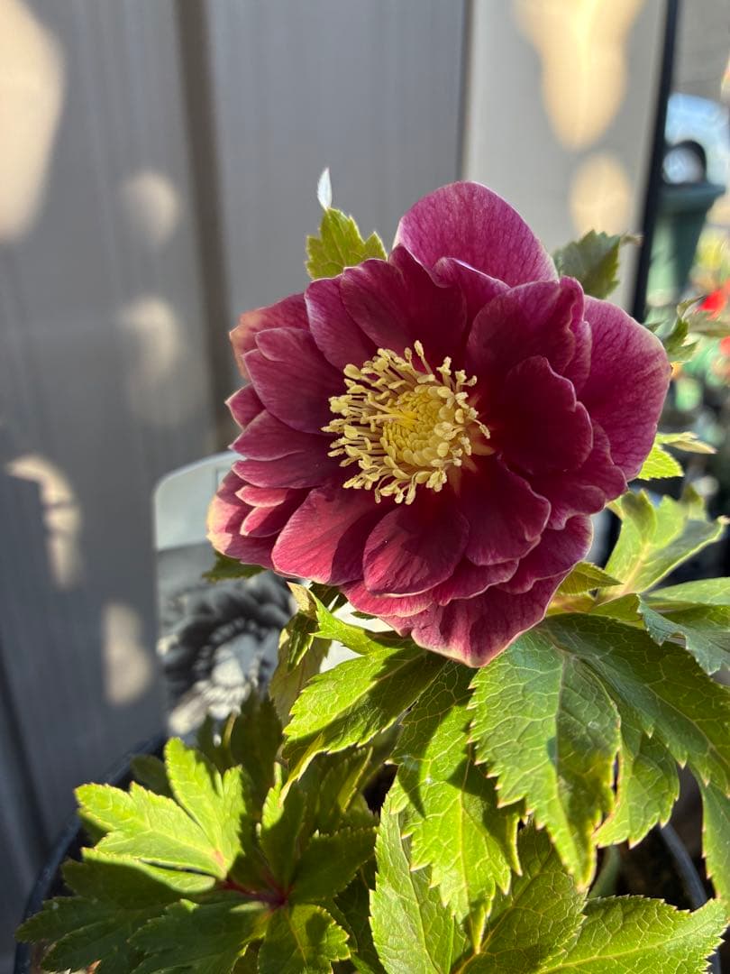 ♡広瀬園芸♡ レッドピンク　白抜け　ソレイユ系