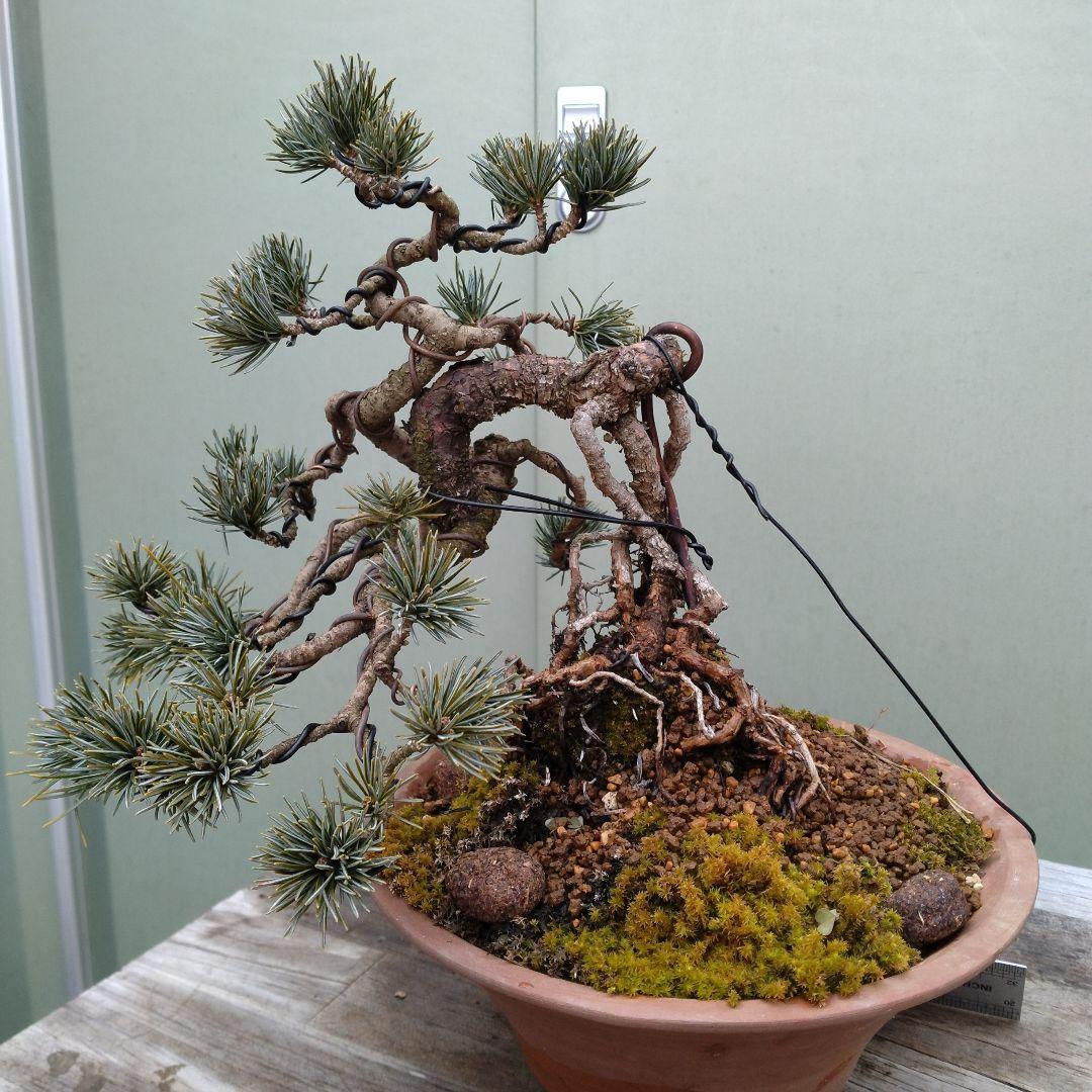 五葉松、宝来（ホウライ）