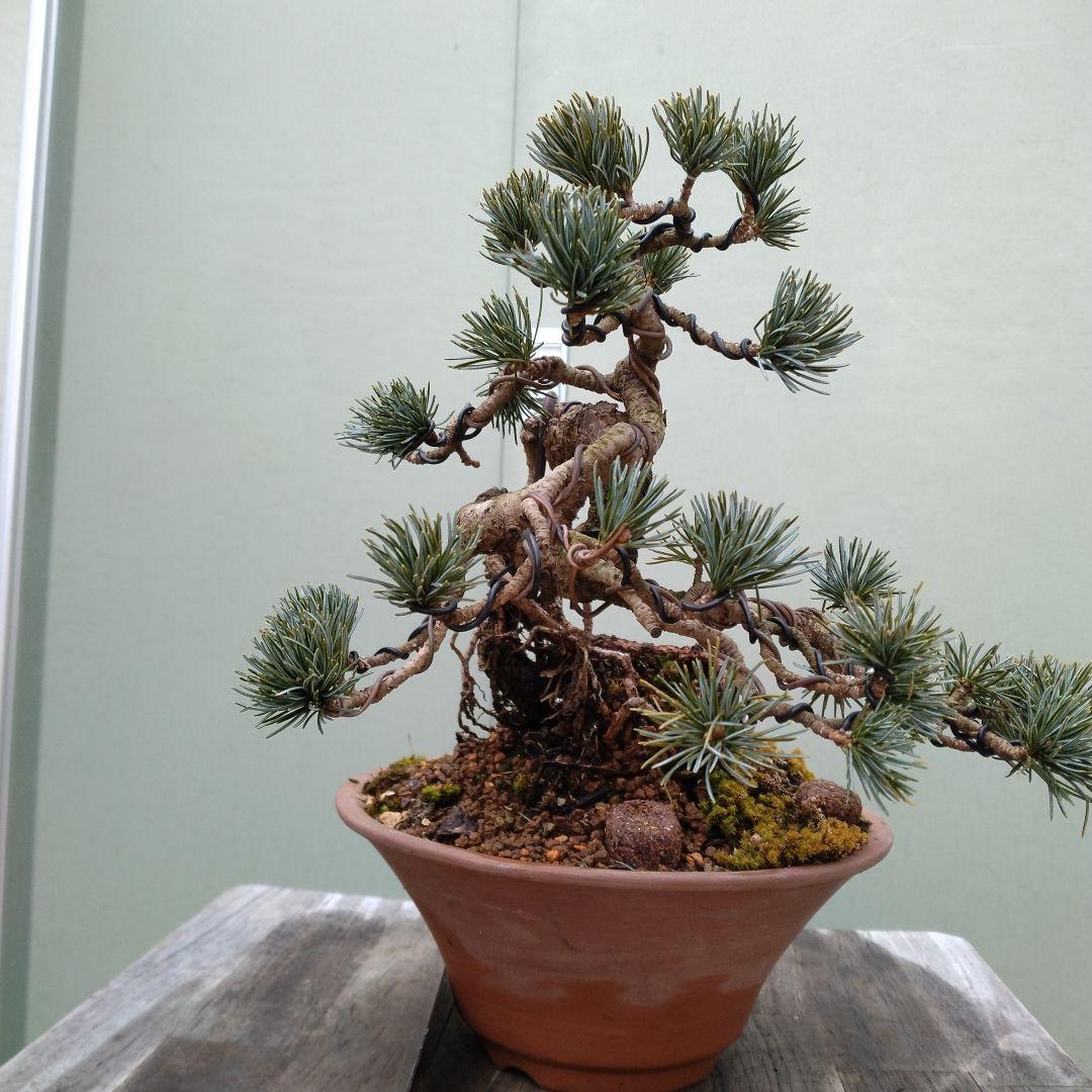 五葉松、宝来（ホウライ）