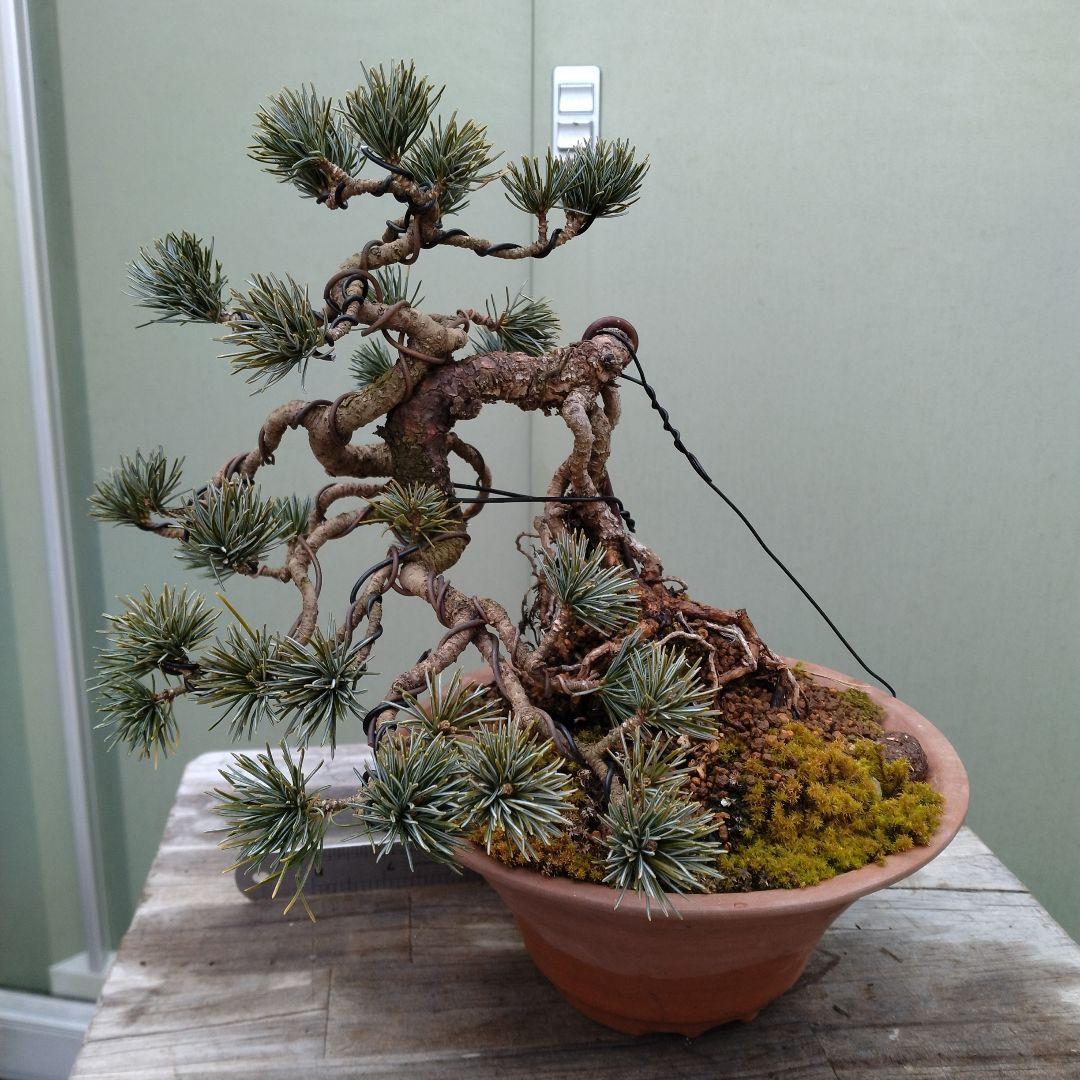 五葉松、宝来（ホウライ）