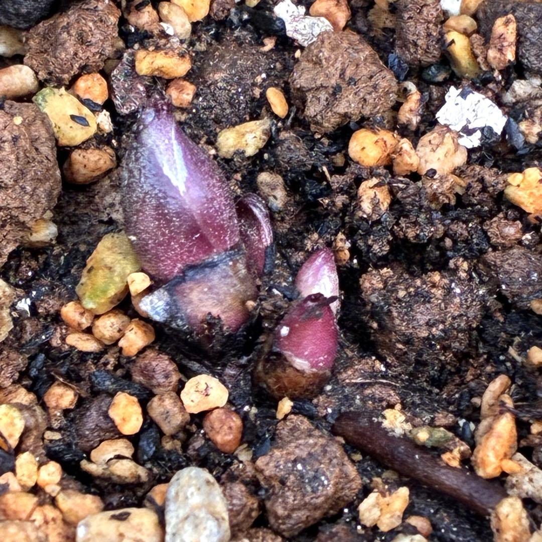 N*e様 ☘️入手困難☘️長期保有株☘️❤️しっかりプックリ新芽❤️634⭐️超