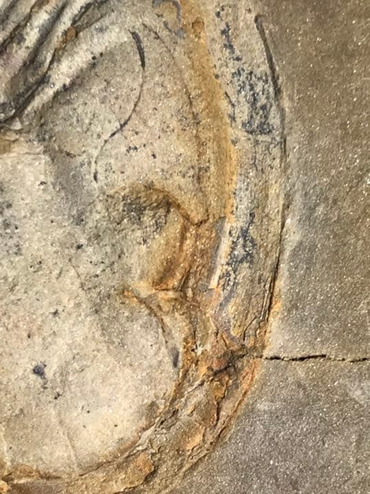 三葉虫　化石　アサフス　触覚❣️