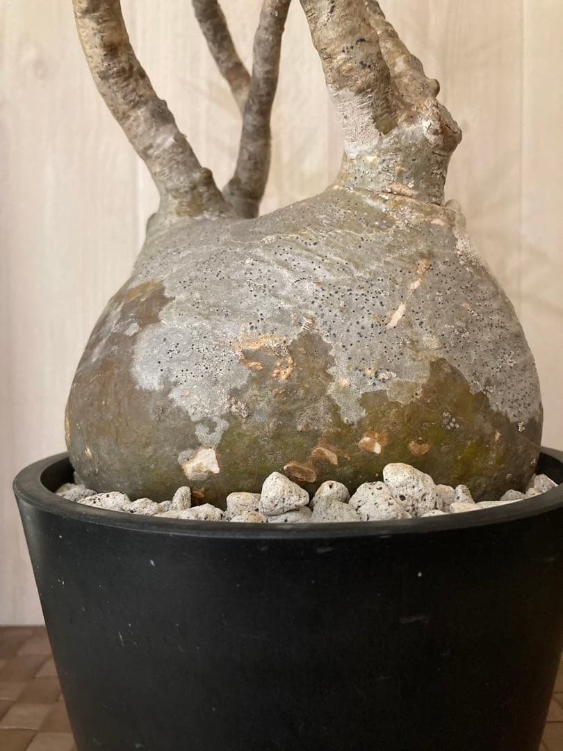 パキポディウム グラキリス　「細枝　コレクション株」