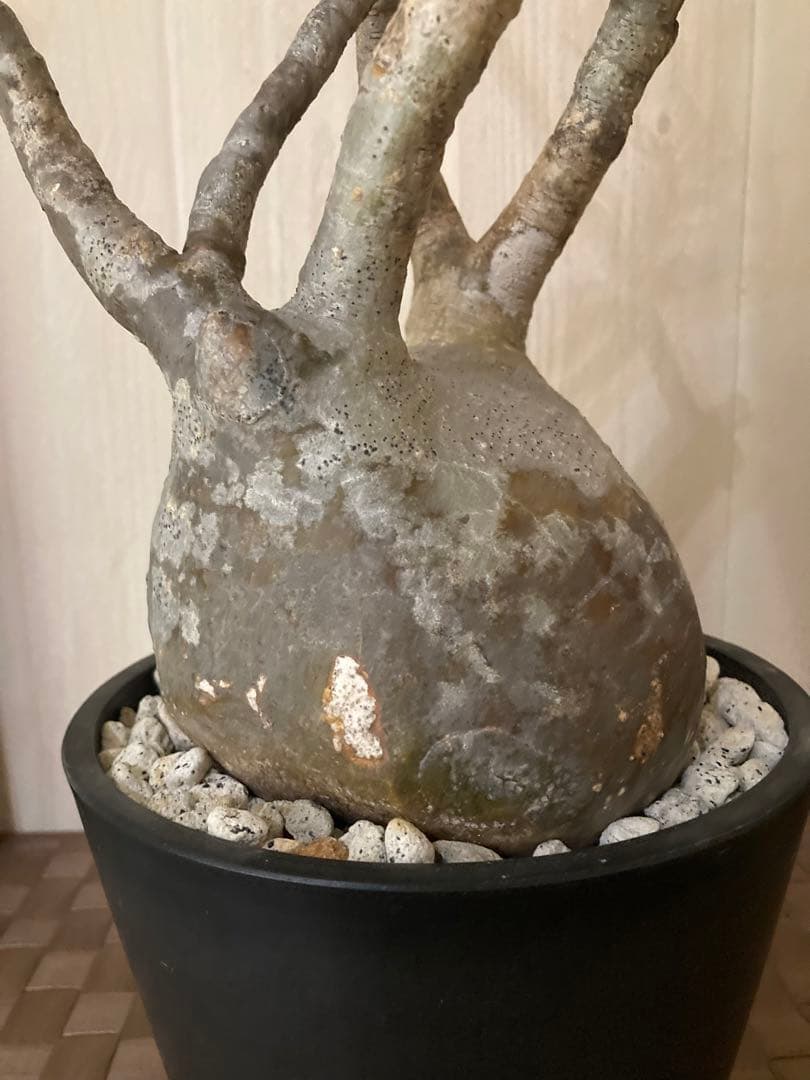 パキポディウム グラキリス　「細枝　コレクション株」