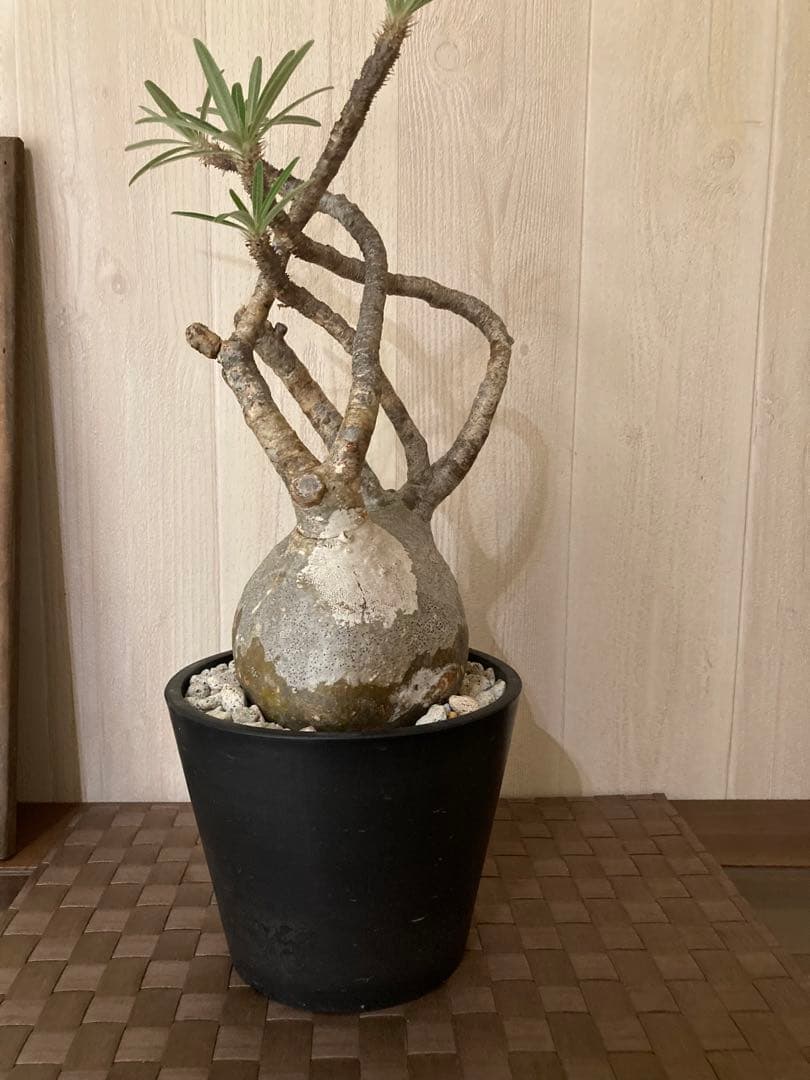 パキポディウム グラキリス　「細枝　コレクション株」