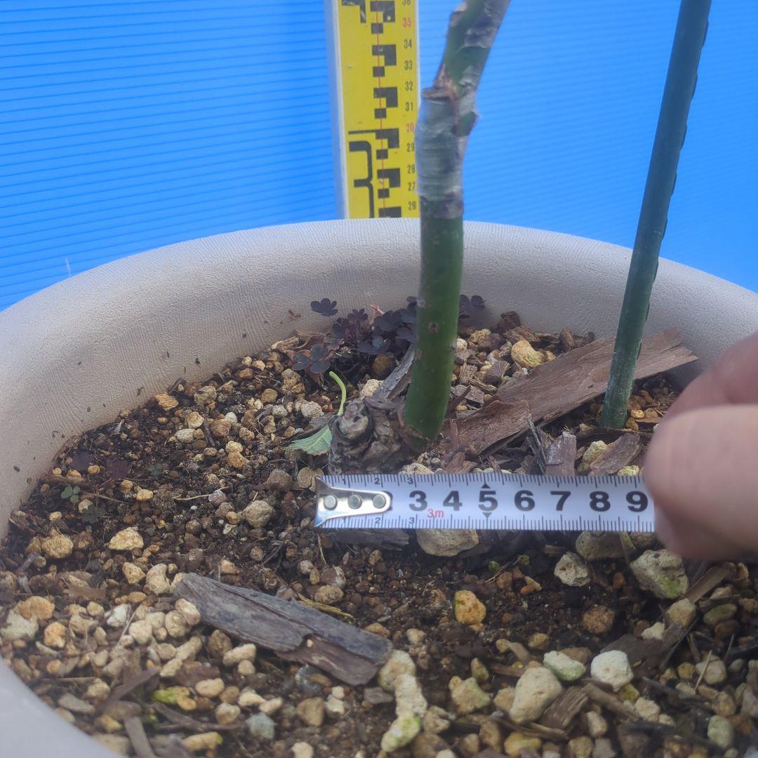 早い者勝ち【3年生苗】アボカド（ピンカートン）接木苗　台木　ベーコン