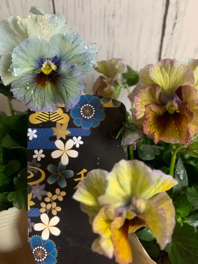 R*U様 \"和\" 2苗セット　no6