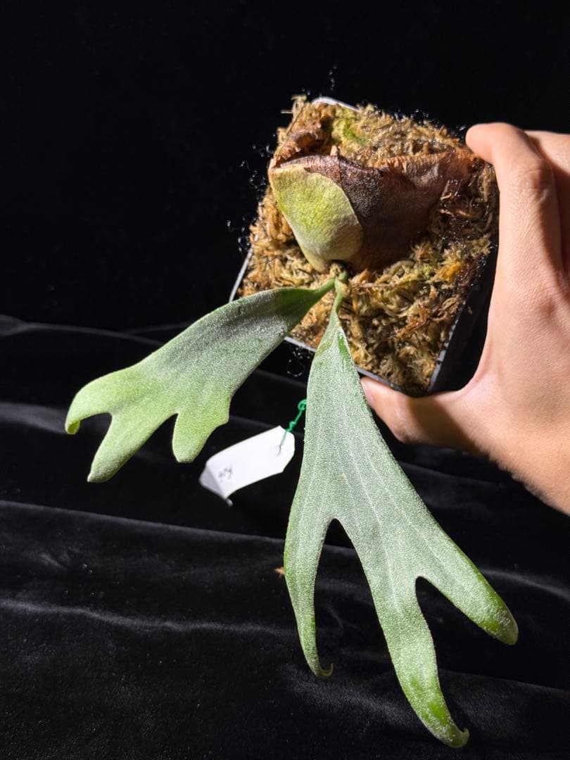 【トンクラさん新交配種】Faline#3 子株　タイ輸入株