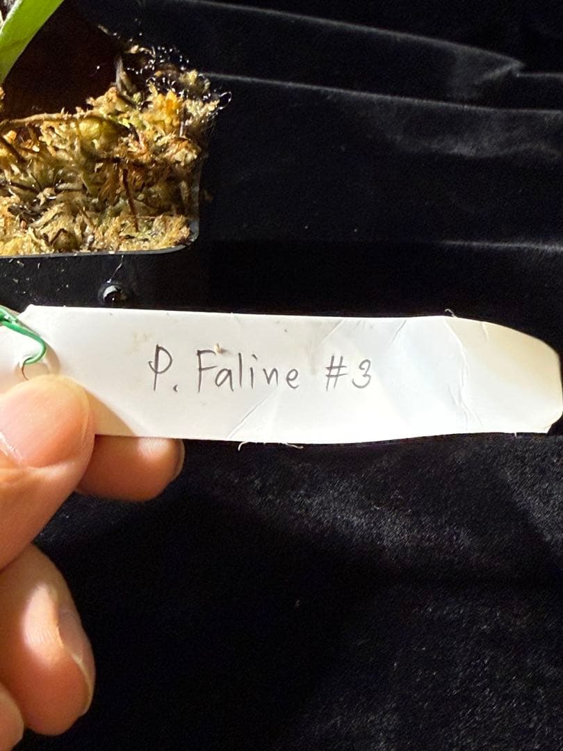 【トンクラさん新交配種】Faline#3 子株　タイ輸入株