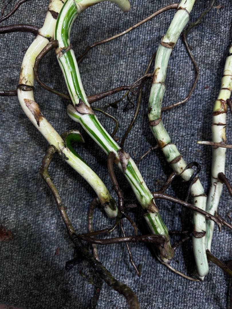 し*★様 斑入りモンステラホワイトタイガー大茎6株おまとめ