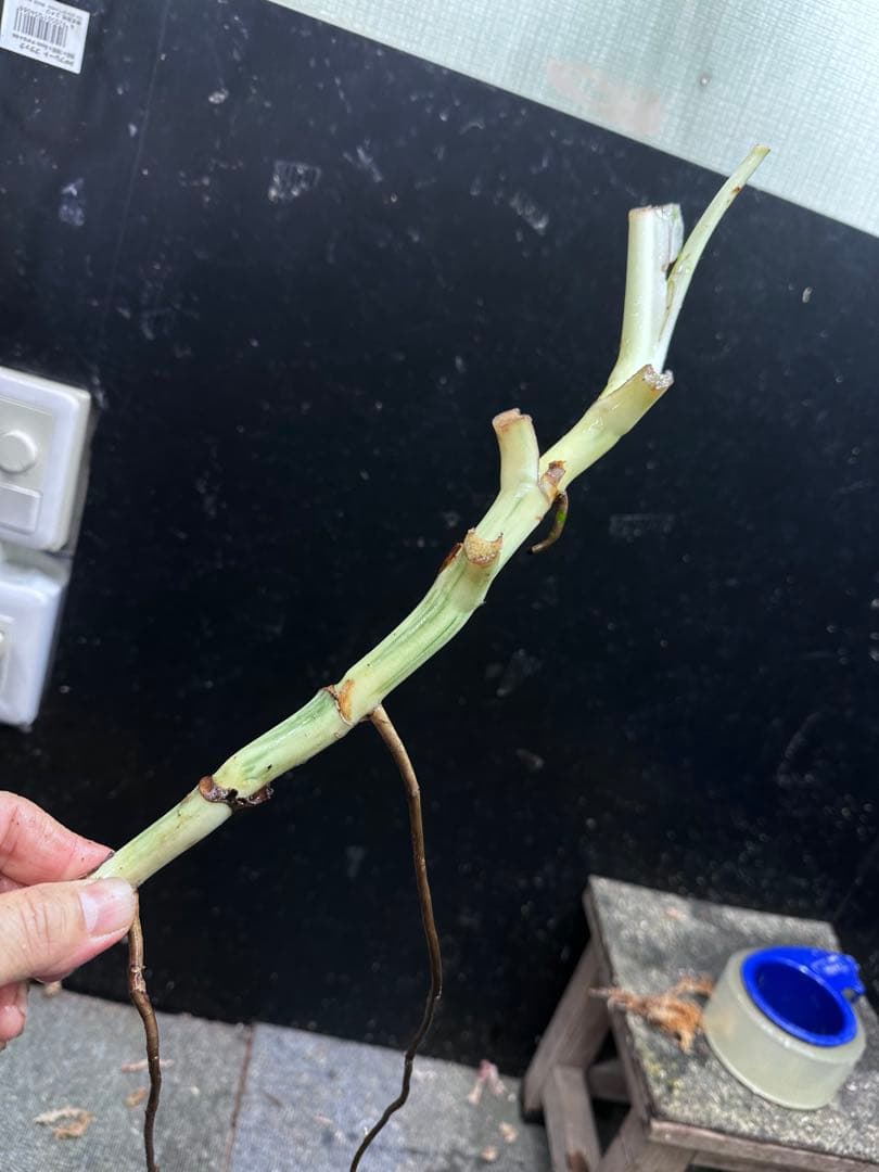 し*★様 斑入りモンステラホワイトタイガー大茎6株おまとめ