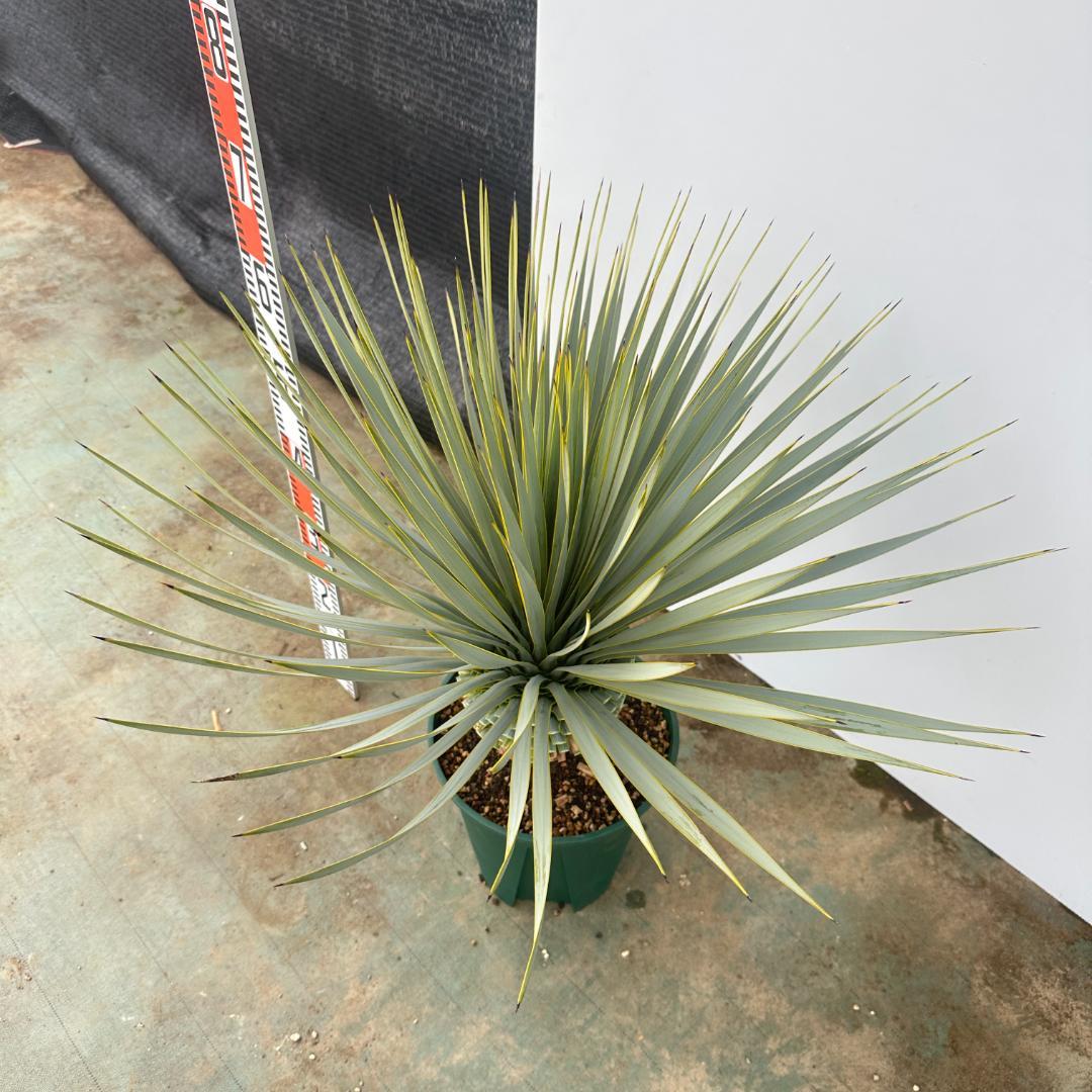 ユッカ　ロストラータ【24-634】超美形　シルバーブルー