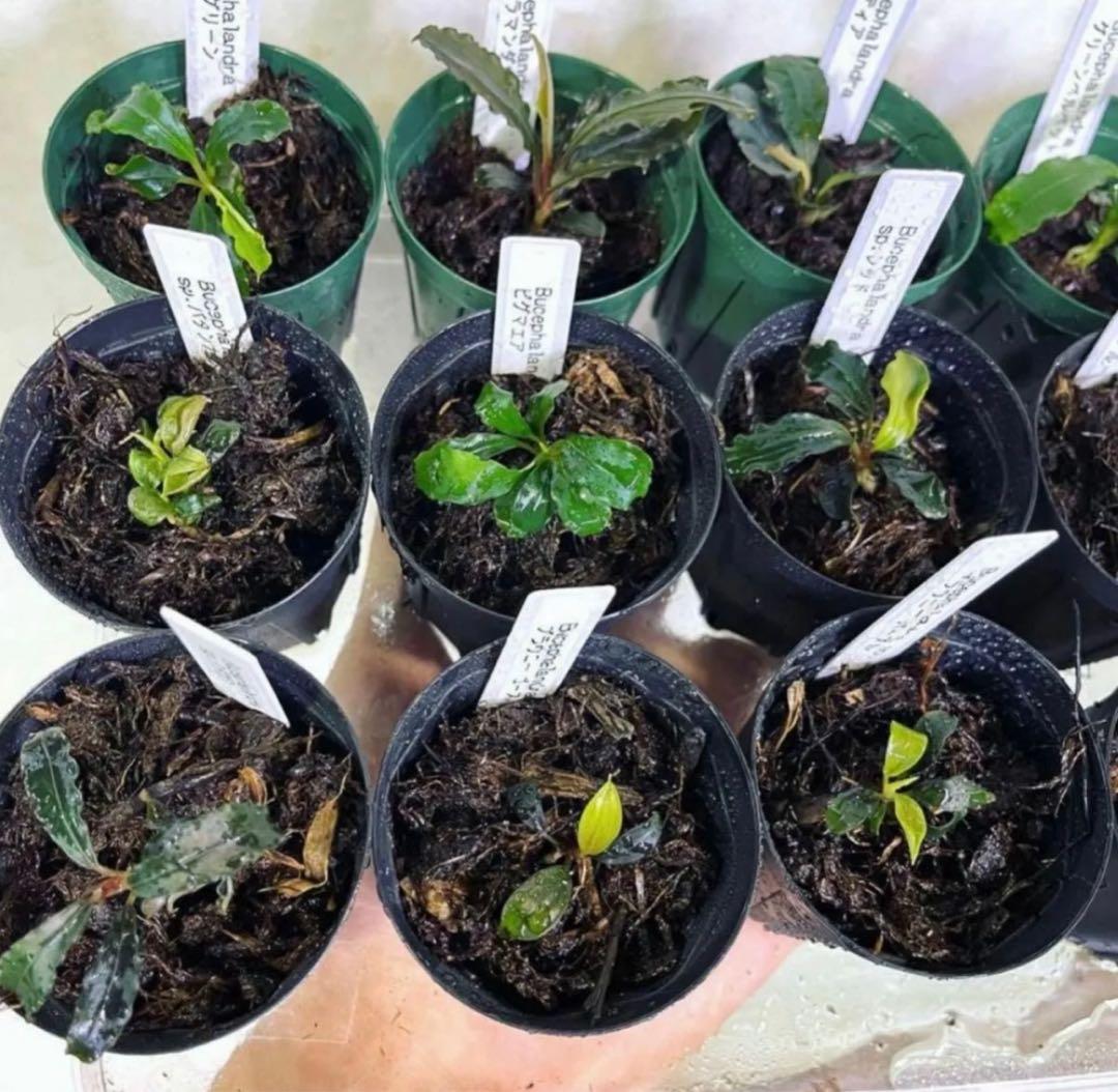 ◆特◆ブセファランドラSP.よりどり15セット（良株） #ブセさかな屋 クダ