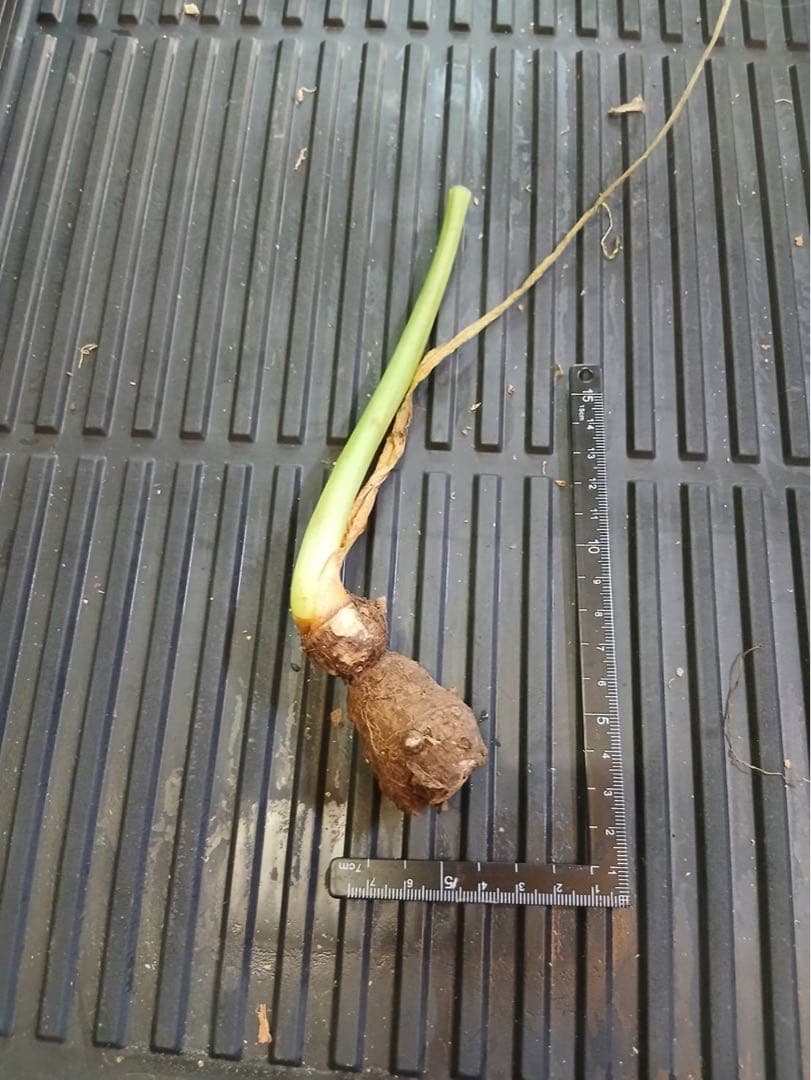 原種　世界最大　アロカシア　ロブスタ　サトイモ科　アロイド　パルダリウム　①