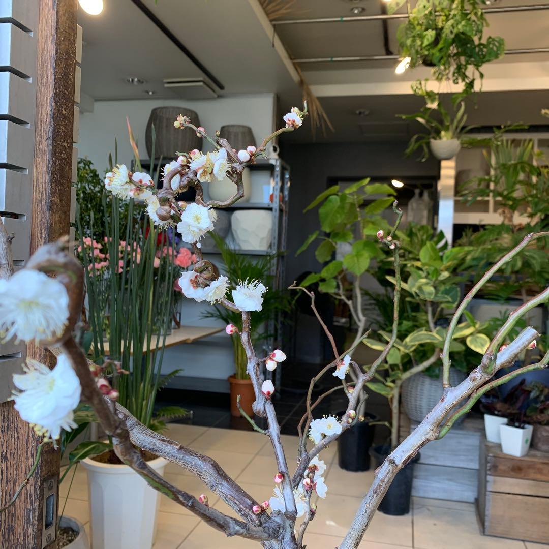 雲竜梅　ウンリュウバイ 8号 1