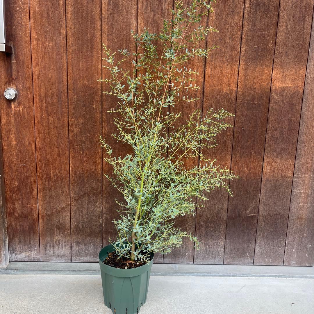 【必見★】ユーカリ　フランスブルーレンガン