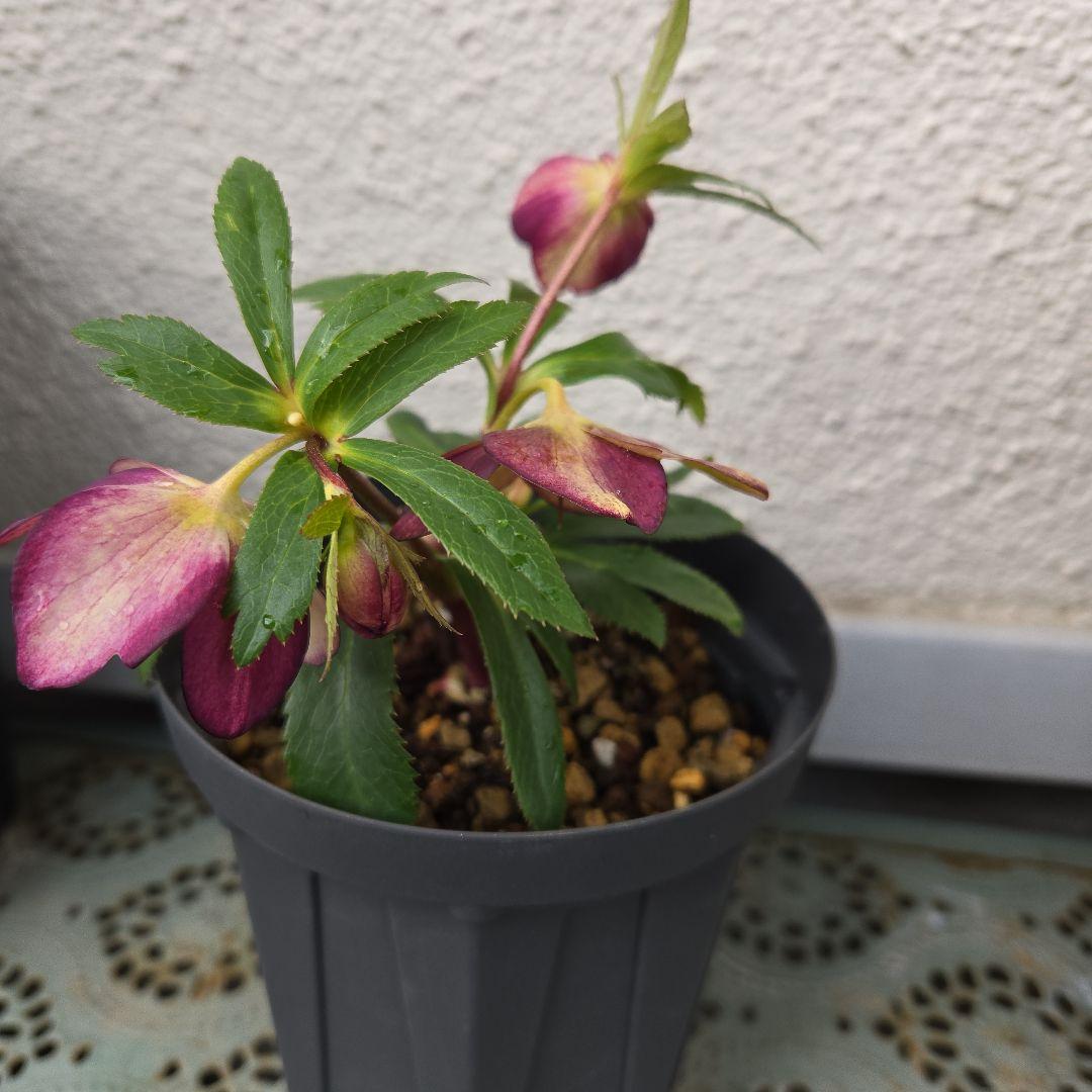 な*ず様 クリスマスロース株分け(大木ナーサリー　フジタ交配)