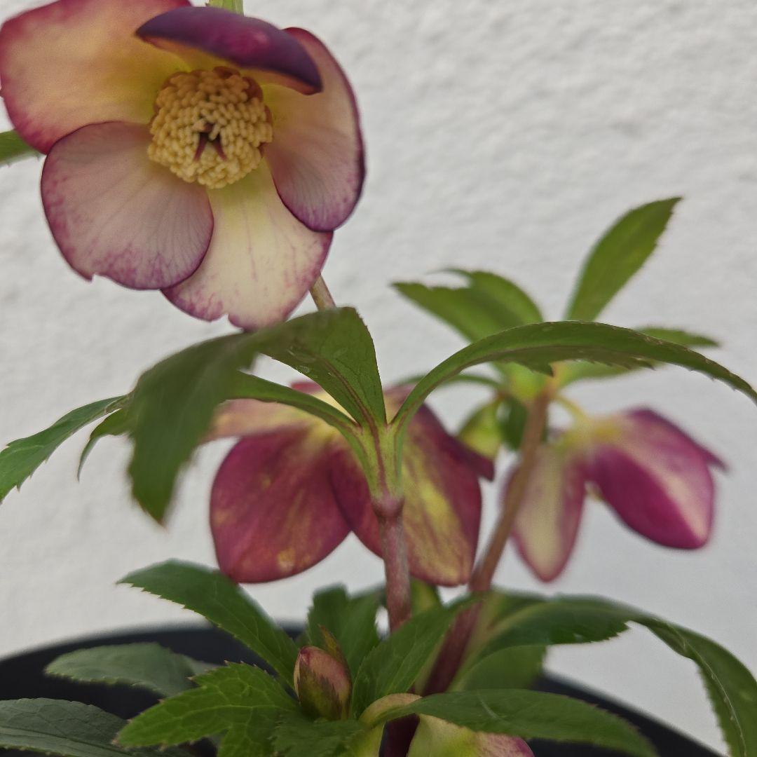 な*ず様 クリスマスロース株分け(大木ナーサリー　フジタ交配)