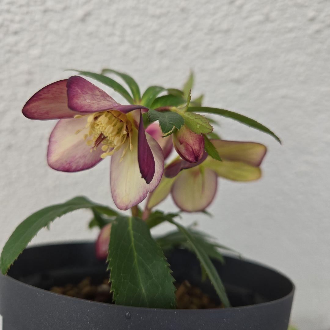 な*ず様 クリスマスロース株分け(大木ナーサリー　フジタ交配)