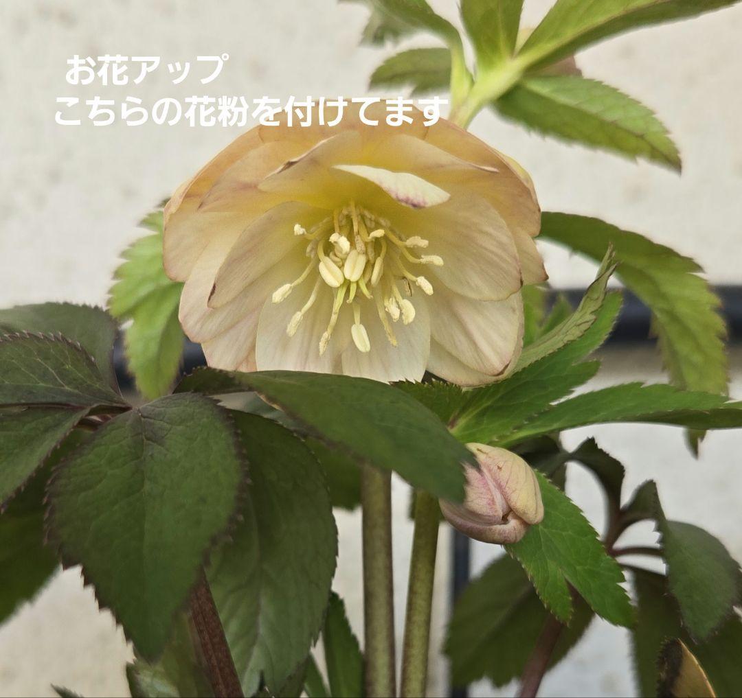 な*ず様 クリスマスロース株分け(大木ナーサリー　フジタ交配)